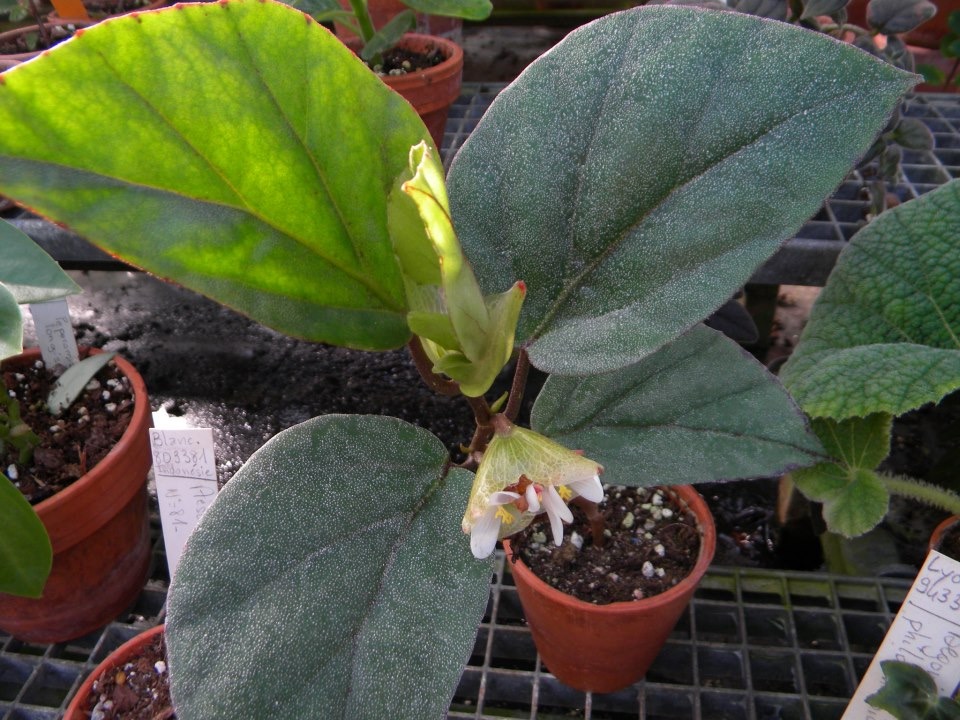 B. poculifera var. poculifera